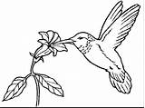 Hummingbird Coloring Printable Pages Beautiful Getdrawings sketch template