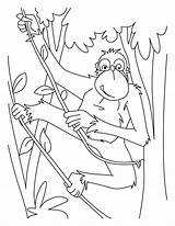 Coloring Pages Chimpanzee Popular sketch template