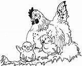 Hen Chicks Coloring Pages Hens Chickens Chicken Colouring Printable Color Colour Wings Under Nest Chooks Her Popular Coloringhome Getdrawings Comments sketch template