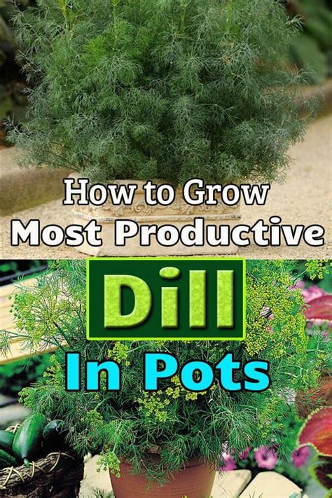 grow  productive dill  pots planting herbs   grow