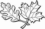 Oak Leaves Coloring Maple Printable Categories sketch template