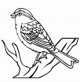 Sparrow Coloring Colorluna Chipping Sketch sketch template