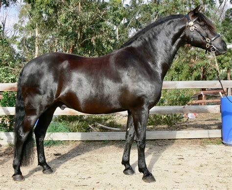 horse morgan horse rare breeds trust  australia tidyhq
