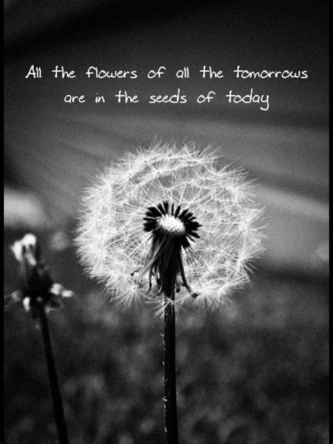 quote dandelion quotes dandelion art dandelion wish beautiful quotes