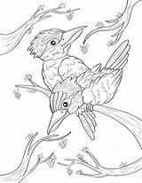 Kookaburra Coloring Pages Printable Bird Animal Kids Museprintables Drawing Choose Board Template sketch template