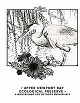 Newport Beach Coloring Pages Cove Conservancy Crystal Courtesy sketch template