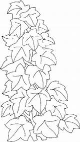 Coloring Ivy Tree sketch template