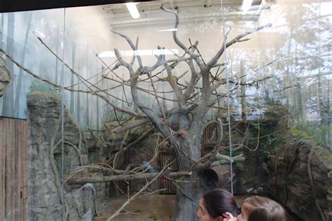 indoor monkey enclosure zoochat