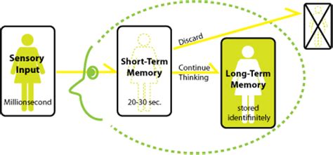 long term short term memory ripple effect disciplines