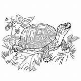 Schildpad Coloring Turtle Kids Land Choose Board Pages sketch template