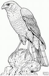 Hawk Drawing Flying Red Tail Getdrawings sketch template