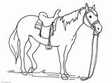 Cavalo Colorir Desenhos sketch template