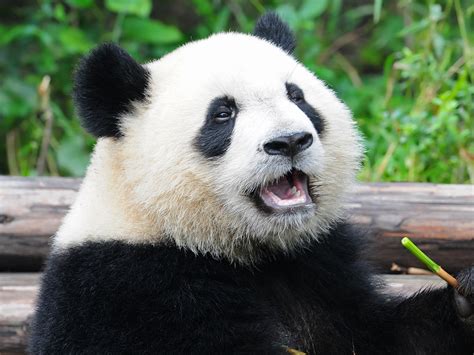 giant stuffed panda clearance buy save  jlcatjgobmx