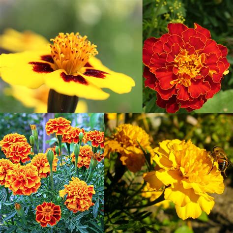 marigold seed mix naturezedge