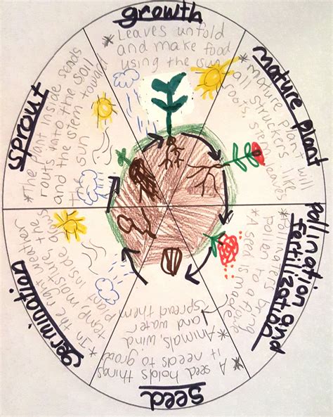 lesson  seed  plantthe life cycle   plant