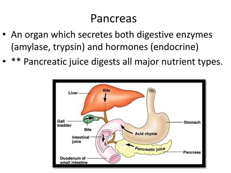 ppt human alimentary canal part 2 powerpoint