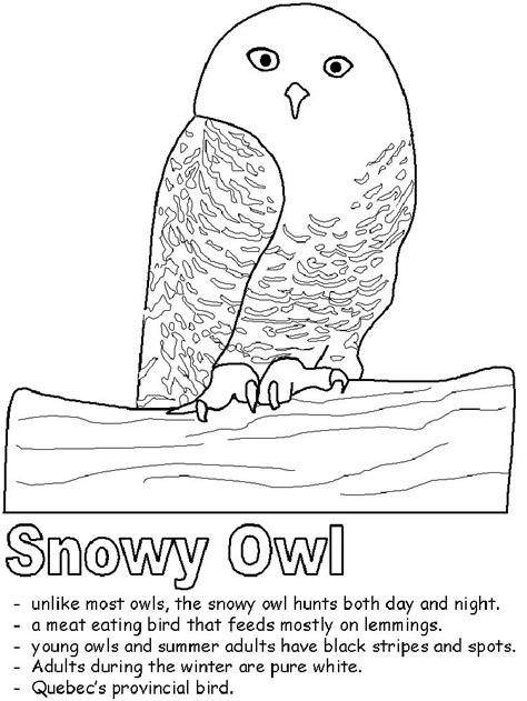 snowy owl coloring pages snowy owl owl coloring pages owl facts