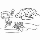 Turtle Coloring Pages Ridley Sea Olive Color Cute Printable Kemp Flatback Toddler Will sketch template