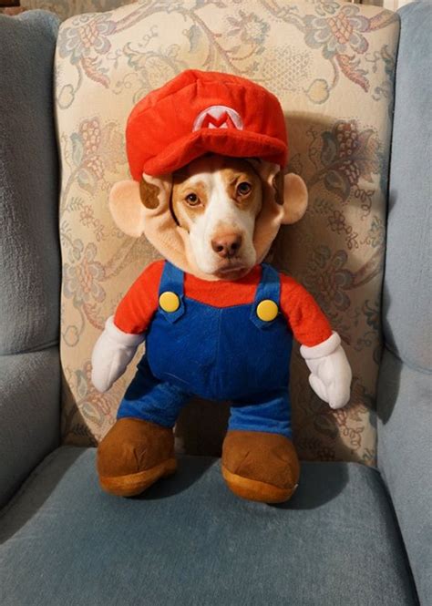 mario dog maymo