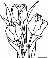Tulipe Nenuphar sketch template