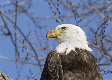 bald eagle serendipity yesterday morning    yard feathered