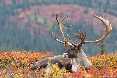 caribou pictures google search  animals cats caribou crab cravens  pinterest