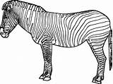 Zebra Coloring Pages Printable Coloring4free Kids Print Color Sheets Adults Adult Related Posts Printcolorcraft sketch template