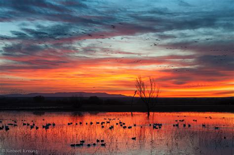 Sunrise Bosque Del Apache Robert Kreinz Nature Photography