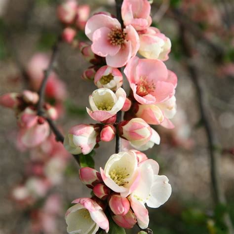 buy flowering quince chaenomeles speciosa moerloosei