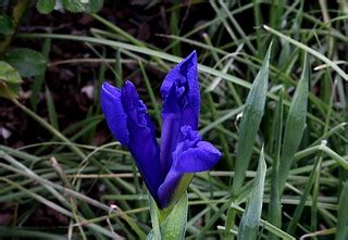 iris de hollande avril  mariesophie bock digne flickr