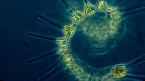 erwaermung der meere stoert kohlenstoff bindung durch plankton