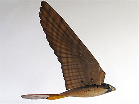 scientists  robotic drones    birds  prey