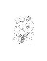 Coloring Vulgaris Primula Primrose Garden sketch template