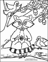 Raccoon Kids Coloring Sitting Comments sketch template
