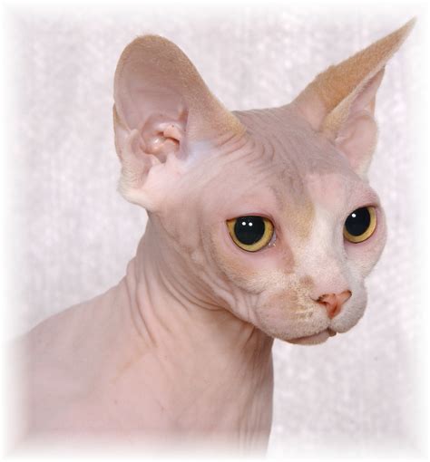 wwwsphynx catterycom