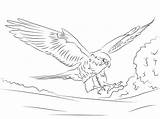 Falcon Coloring Pages Peregrine Printable Kids Adults Hawk Drawing Falcons Bird Animal sketch template