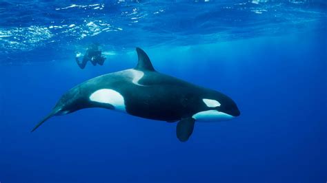 orcas igui ecologia