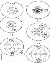 Mitosis Biologycorner Meiosis Answer Celula Source sketch template