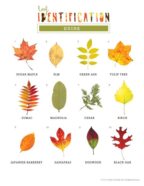 printable leaf identification guide printable templates