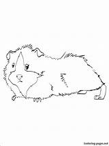 Guinea Pig Coloring Pages Realistic Printable Drawing Pigs Print Cute Colouring Crafts Kleurplaten Kids Cavia Color Outline Getdrawings Getcolorings Animal sketch template
