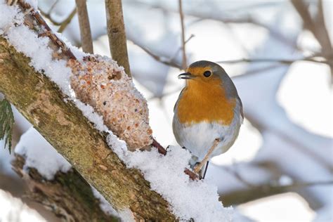 vogels voeren  de winter tuinennl