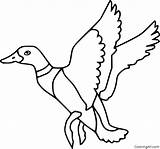 Mallard Flying Coloringall sketch template