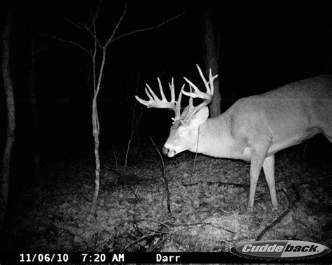 1000 Images About Deer Caught On Trail Cam On Pinterest