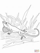 Anole Anolis Designlooter sketch template