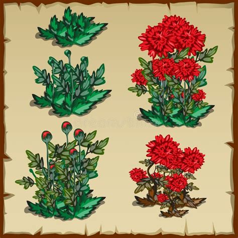 Growth Stages Of Garden Roses Plant Vector Illustration Shoots From