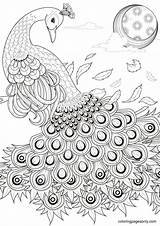 Paon Pavo Graceful Coloringhome Pavos Gracieux Reales Mandalas Peacocks Coloringbay sketch template