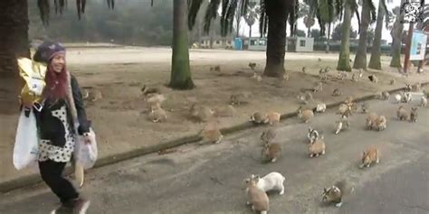 rabbits on okunoshima island swarm tourist video huffpost