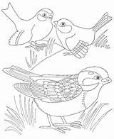 Cuckoo Animals Coloring sketch template