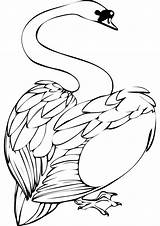 Coloring Swan Pages Swans Print Cute Animals Please Popular sketch template