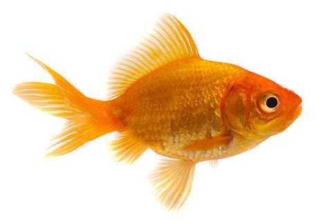 goldfish hobbyist retailers piscine energetics